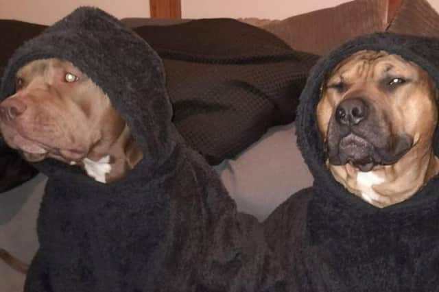 Dog owner says XL bully 'executed' by police after escaping garden