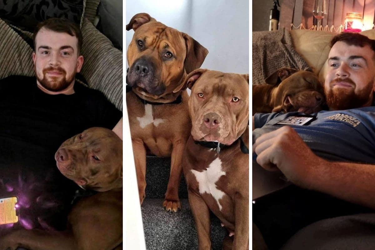 Dog Execution Dog owner says XL bully 'executed' by police after escaping garden