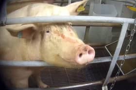 A pig at Northmoor Farm in Lincolnshire. Animal rights activists filmed undercover footage at the pig farm - and after the allegations of animal abuse major supermarkets have pulled their orders from its owner Cranswick 