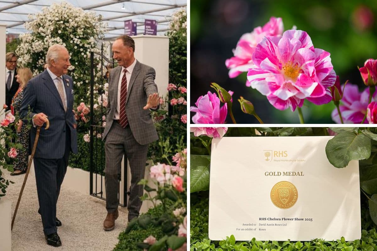 Travis Us Open Roses The King’s Rose: David Austin Roses awarded Gold Medal at RHS Chelsea ...