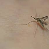 Health officials have sounded the alarm after a disease spread by mosquitoes has been found in UK insects for the first time. (Photo: AFP via Getty Images)
