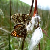 Heath fritillary butterflies mating on cotton grass on the Holnicote estate on Exmoor