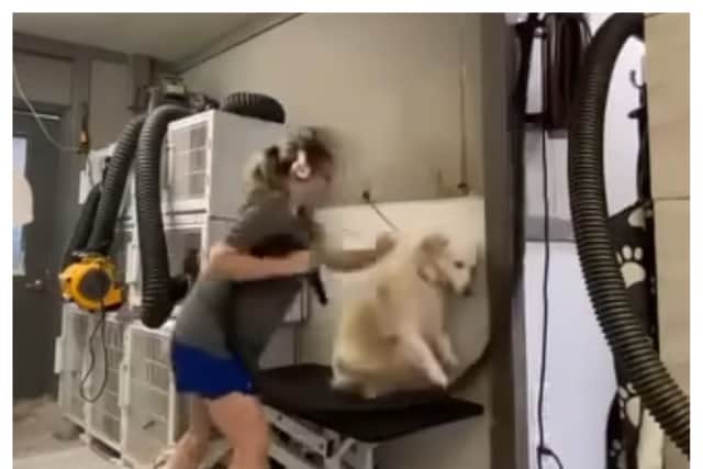 Videos have gone viral online showing a dog groomer at Classy Critters Pet Resort & Spa “abusing” dogs. (Photo: Summer Hilton/Facebook)