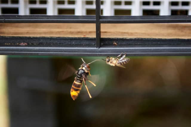 A radioactive wasp nest has been found at an old US nuclear weapons site. (Photo: AFP via Getty Images)