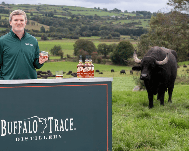 Gordon D’Arcy left stunned as Buffalo Trace’s ‘Perfectly Untamed’ message appears in Cork Countryside