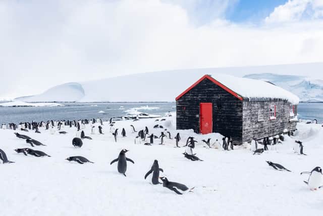 The based has a colony of more than 1,000 gentoo penguins.