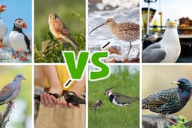 The eight birds competing this year are all species in need of special conservation support
