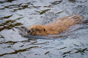 Beavers are under the spotlight for their positive impact on wetlands