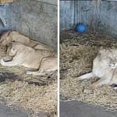 Video grabs of rescue lions from Ukraine playing together for the first time at Yorkshire Wildlife Park.