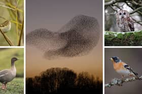 (Clockwise from top left) Yellow-browed warblers, starling murmurations, tawny owls, bramblings, and pink-footed geese are among the things birdwatchers have to look forwards to in November