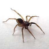 Aulonia albimana, the critically endangered spider has been rediscovered on the Isle of Wight after being unseen in the UK for 40 years. 