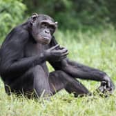 Scientists discovered chimpanzees can make rational decisions like humans and can judge the quality of evidence when making decisions.