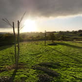 A few of the experimental 'Frankenstein trees' at Yonder Wood