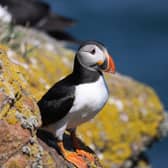 Puffins galore: In their annual review of the year, the Wildlife Trusts have charted the highs and lows for wildlife and habitats around the UK's coasts in 2025.