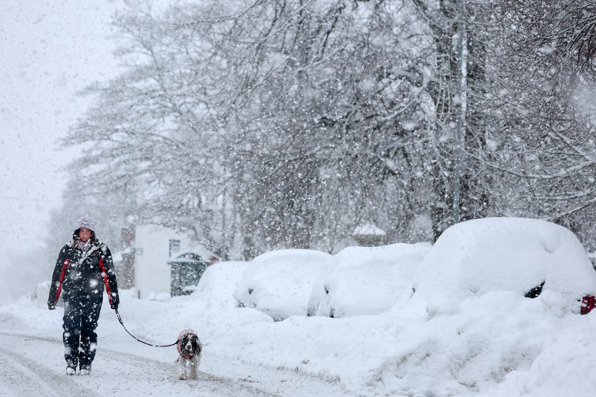 How do you know when it is too cold to walk your dog, what does the RSPCA ...
