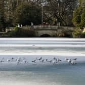 Birds on the frozen lake in Pittville Park, Cheltenham