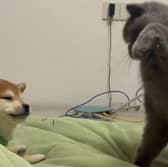 Hilarious video captured a tense exchange between household pets, in which a cat slaps its puppy sibling into submission