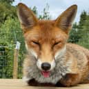 Poppy the fox: A council are forcing a fox sanctuary owner to remove two injured foxes from receiving temporary care in his home - because of a neighbour complaint