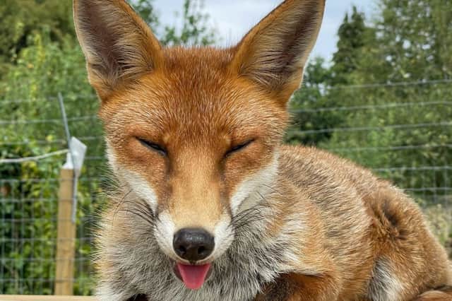 Poppy the fox: A council are forcing a fox sanctuary owner to remove two injured foxes from receiving temporary care in his home - because of a neighbour complaint
