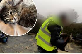 An Amazon delivery driver was caught on a doorbell camera picking up and walking off with an owner's cat