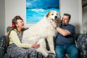 Steve and Helen adopted Brody - a white Pyrenean Mountain Dog - now living in Cornwall
