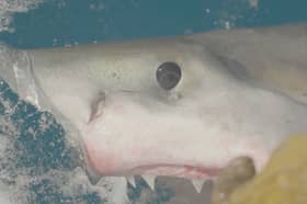 Video footage of OCEARCH tagging Ormond near St. Simons Island, Georgia