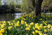 People walk by daffodils in St Nicholas' Park, Warwick