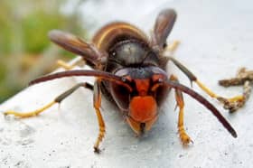 Beekeepers say they are expecting "all hell to break loose" with the drastic surge of yellow legged Asian hornets