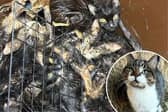 How the cats were found inside the wheelie bin. Inset: One of the cats following care from the RSPCA