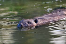 The two adult beavers and two kits were released onto the Southill Estate in February following two years of preparation