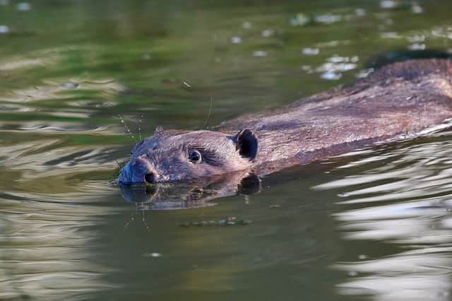 The two adult beavers and two kits were released onto the Southill Estate in February following two years of preparation