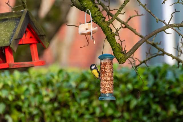 The RSPB has warned feeding the birds could be contributing to their decline