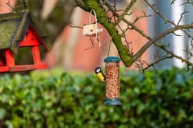 The RSPB has warned feeding the birds could be contributing to their decline