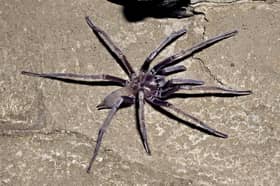 A blind cave-dwelling tarantula observed in Mexico