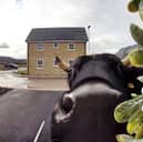 Homeowner Leanne Cross was left stunned after a motion alert from her Ring doorbell revealed a cow standing in her driveway