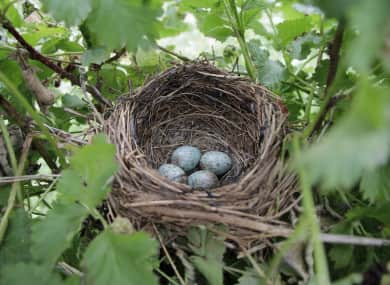 Watching a bird raise a brood in your own back garden is such a joy