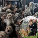 Shocking pictures show more than 250 poodles crammed inside the house of an "overwhelmed" breeder