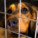 More than 53 dogs were found crammed into cages in a suspected illegal puppy farm in Nottinghamshire