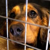 More than 53 dogs were found crammed into cages in a suspected illegal puppy farm in Nottinghamshire