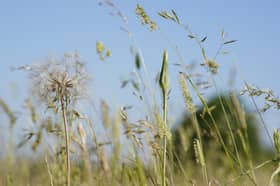 Hayfever sufferers are being warned of "very high levels" of pollen across the UK in the coming days