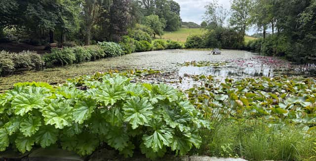 A hidden lake surrounded by woodland provides one of Lindeth Fell's most peaceful spots to explore
