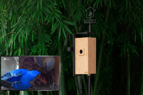Birdfy's nestbox camera lets you watch wildlife blossom from your smartphone screen
