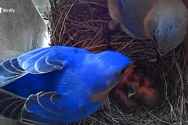 Birdfy's footage is as good as any nest camera out there