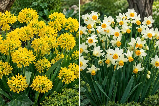The daffodil and allium mix will be perfect for borders