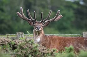 Bruce the red deer had become a familiar sight around Chasewater and Burntwood