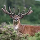 Bruce the red deer had become a familiar sight around Chasewater and Burntwood