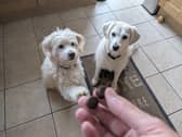 Rupert, left, and Honey, right, absolutely love their daily dose