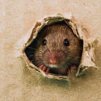 Rat sightings surge across UK as experts warn rodents could move into homes this winter