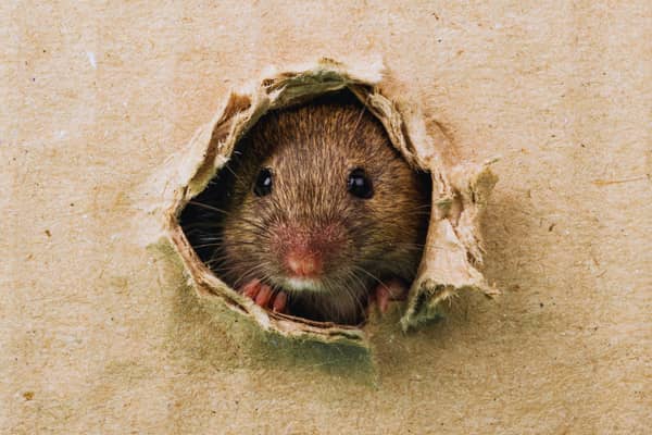 Rat sightings rose by 15% across the UK during the summer, according to Rentokil, with experts warning that colder weather could drive more rodents into homes.