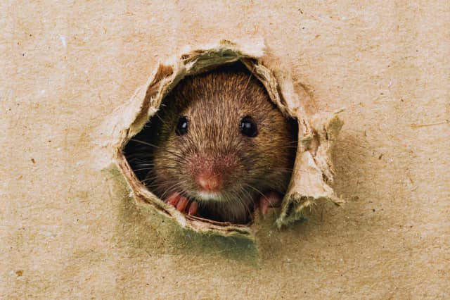 Rat sightings rose by 15% across the UK during the summer, according to Rentokil, with experts warning that colder weather could drive more rodents into homes.